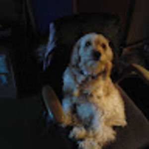 Meet your Posher, Donald